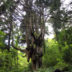 岩倉の乳房杉