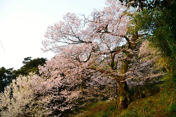 中村の世間桜